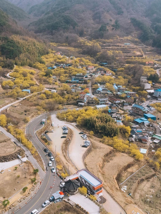 구례산수유꽃축제