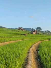 ป่าบงเปียง - นาขั้นบันไดวิว 360 องศา