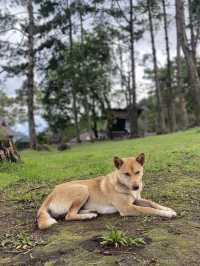 ม่อนสน | เชียงใหม่ 🏕️🌧️⛰️🐶