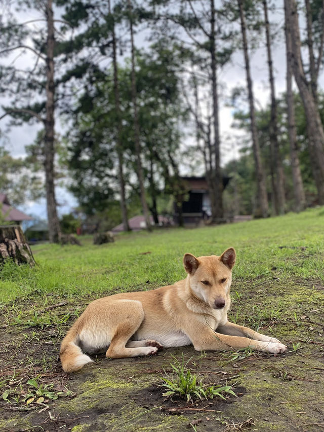 ม่อนสน | เชียงใหม่ 🏕️🌧️⛰️🐶