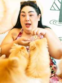 คาเฟ่หมาปอม ศาลายา Happy Pom Dog 