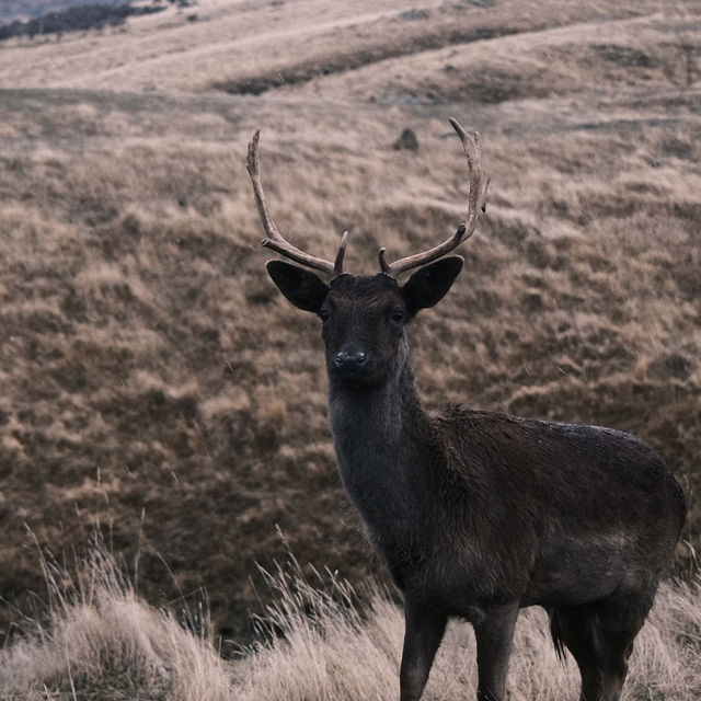 THINGS TO DO IN QUEENSTOWN NZ: DEER PARK HEIGHTS 