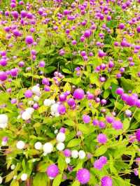 Beautiful Garden in Betong
