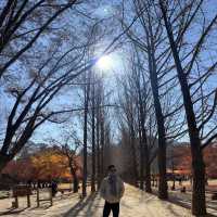 K-drama on Nami Island, South Korea
