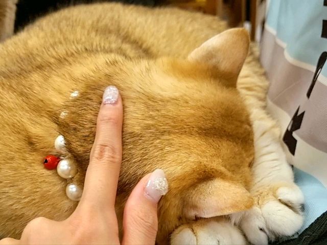 하남 고양이 카페: ☕️냥이툰😸