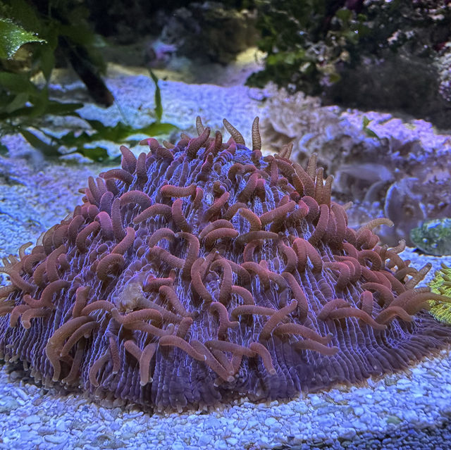 芝加哥海洋博物館 Shedd Aquarium ：珊瑚館，水母館，海洋奇觀等你來！」