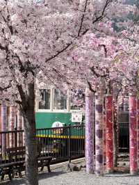 Kimono Forest