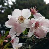 Alishan...อาหลีซาน ธรรมชาติไต้หวัน