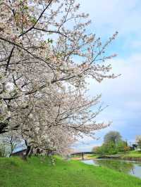 【福岡県うきは市：流川の桜並木】春の訪れを感じる絶景桜の並木道🌸