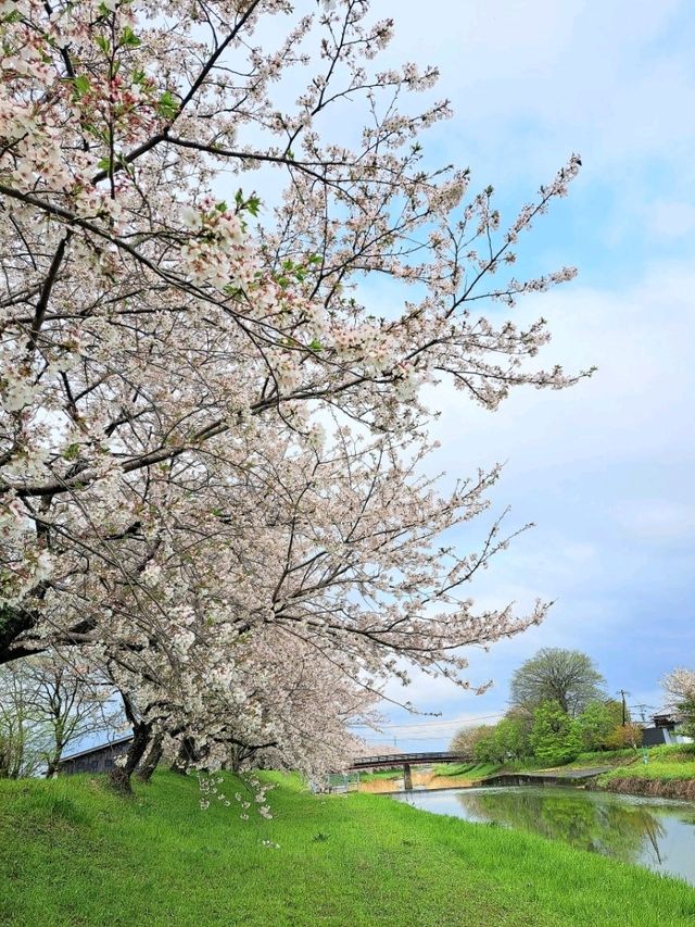 【福岡県うきは市：流川の桜並木】春の訪れを感じる絶景桜の並木道🌸