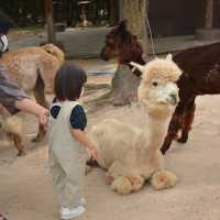 Alpaca Hill 