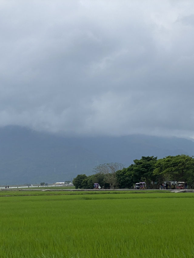 台東池上 大波池 🚩風景如畫