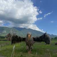 動物迷蹤稻翼之歌