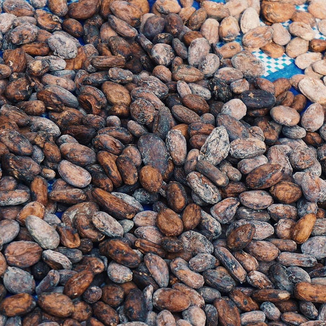 Cocoa Valley