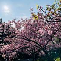 Cherry Blossom Flower Season at YangMingShan Taipei