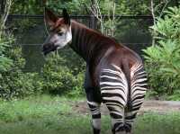 Okapi, the Lady of the Forest!