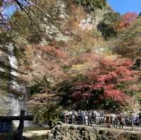 日本大阪勝尾寺、箕面公園賞楓