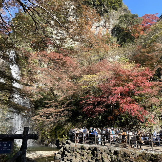 日本大阪勝尾寺、箕面公園賞楓