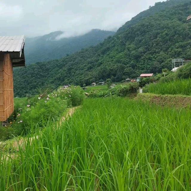 จุดกางเต็นท์ บ้านระเบียงนา ป่าบงเปียงเชียงใหม่