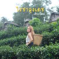 ไร่ชาขั้นบันได “ไร่ชาลุงเดช”