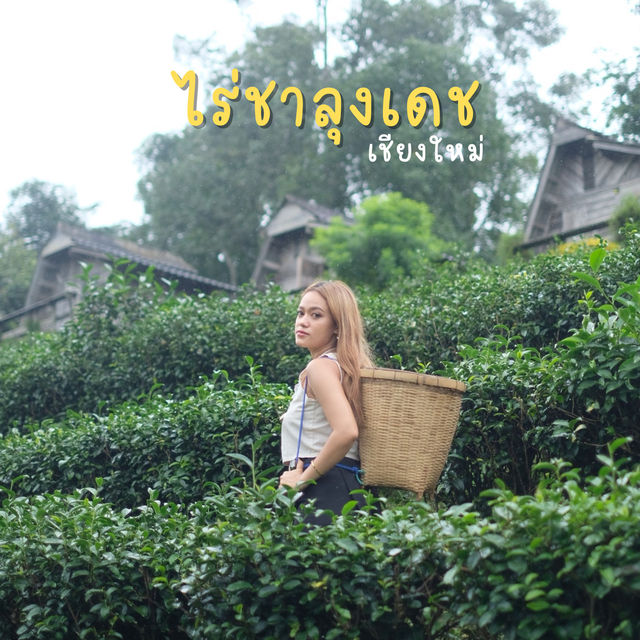 ไร่ชาขั้นบันได “ไร่ชาลุงเดช”