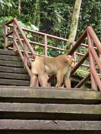 อุทยานแห่งชาติเขาใหญ่