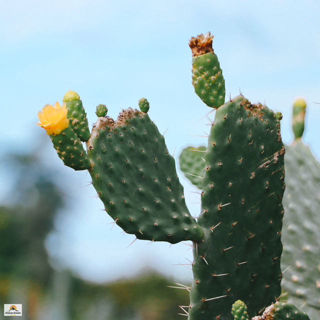 ไร่วันยังขำ จ.ศรีสะเกษ 🏜️🌵🌿