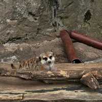 馬六甲動物園：野生動物的奇妙🦉🐾