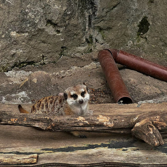 馬六甲動物園：野生動物的奇妙🦉🐾