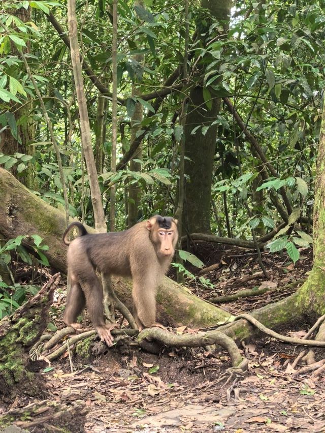 Encounter Orang Utan in Gunung Leuser National Park