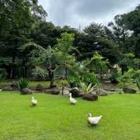 ที่พักเชียงใหม่ท่ามกลางสวนดอกไม้ 