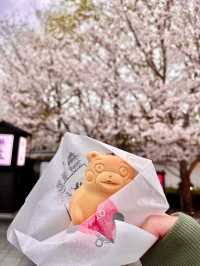 日本🇯🇵熊本｜意外發現熊本城是一個超棒的賞櫻地！千萬不要錯過進入熊本城裏面參觀