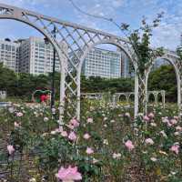 일산 호수공원 장미원
