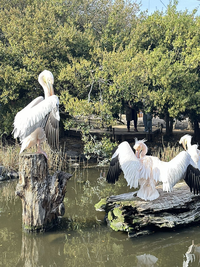再次近距離親親小動物🦘🐑🐫