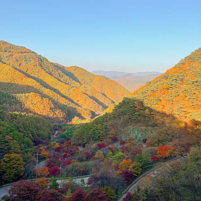 굽이굽이 펼쳐진 단풍길🍁