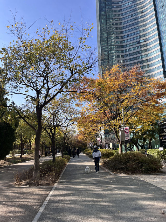 단풍 절정인 서울숲 근황🍁