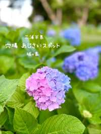 【神奈川】穴場スポット!!無人島であじさい鑑賞❁⃘*.ﾟ