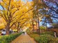 An evening stroll along the Gyeongbukgung stone walls with beautiful gingko tree in autumn