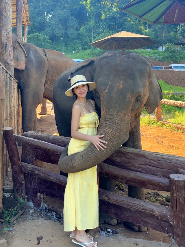코끼리와 사진찍고 먹이주기 체험하기 🐘🍍