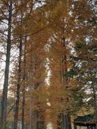 Nami Island in Autumn: A Golden Retreat