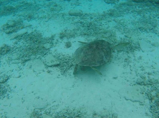 【沖縄】座間味島