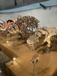 福井観光におすすめ🥰🦕見どころたっぷり！福井県立恐竜博物館🦕