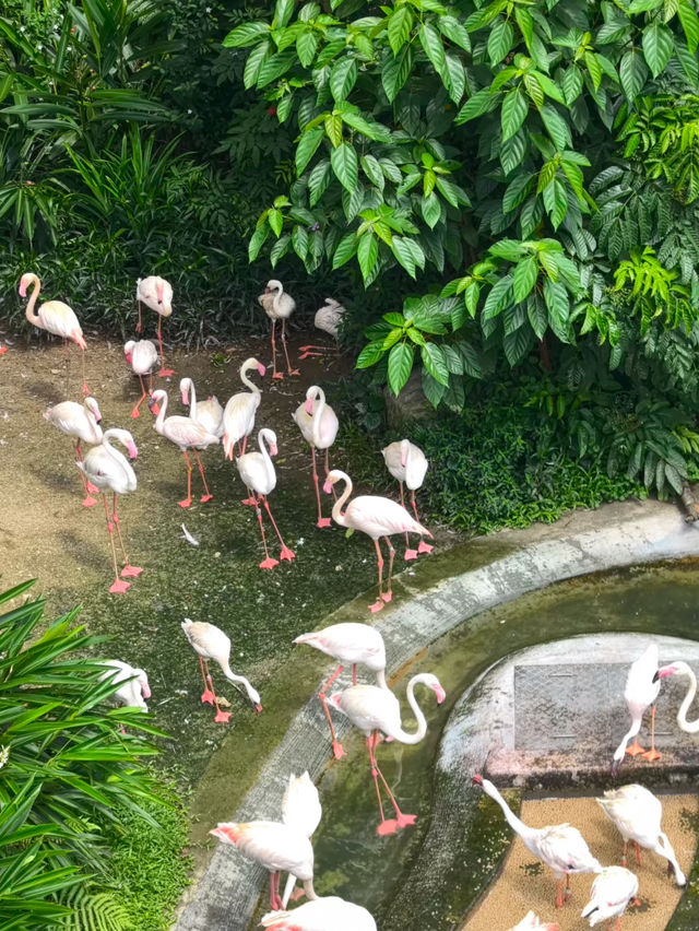 A beautiful visit to bird paradise singapore 🦢 