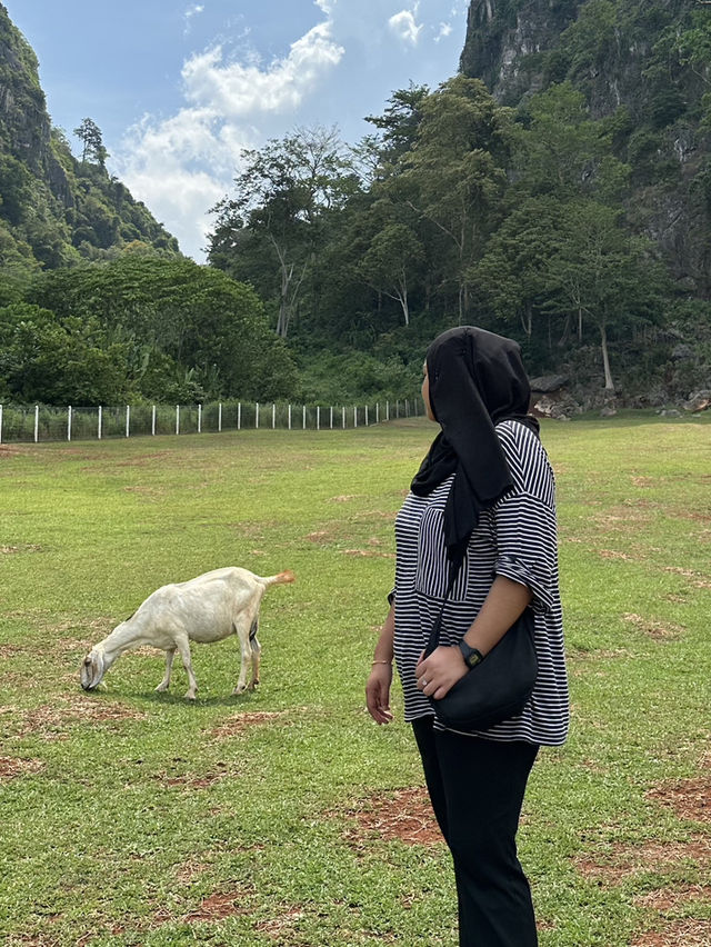 A day with goats!