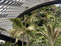 Eco Wonders: A Cloud Forest Expedition