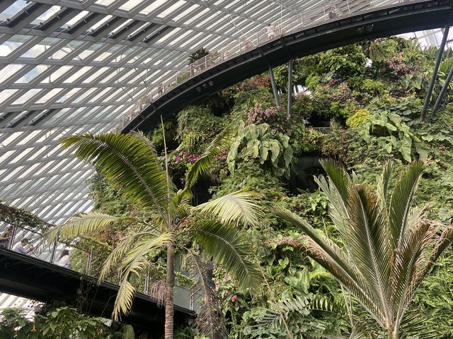 Eco Wonders: A Cloud Forest Expedition
