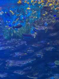 부산 겨울 실내데이트는 아쿠아리움에서 🐠