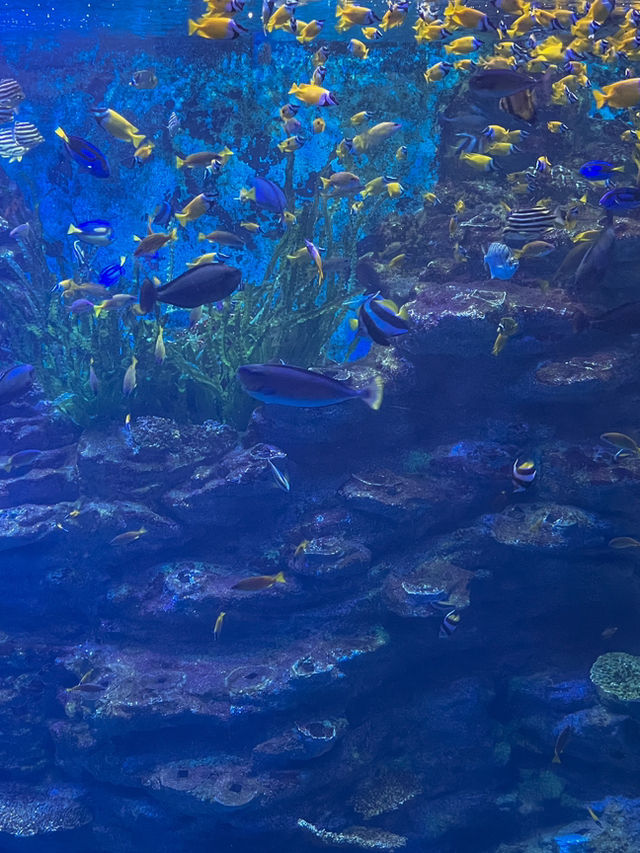 부산 겨울 실내데이트는 아쿠아리움에서 🐠