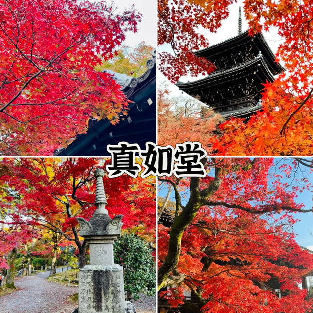 京都真如堂-色彩斑斕的楓樹與寺廟的古老建築相映成趣