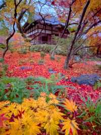 京都紅葉🍁嵯峨野の紅葉の名所🍁宝筐院🥰